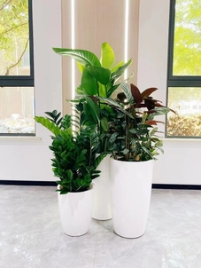 海曙花卉租摆服务好